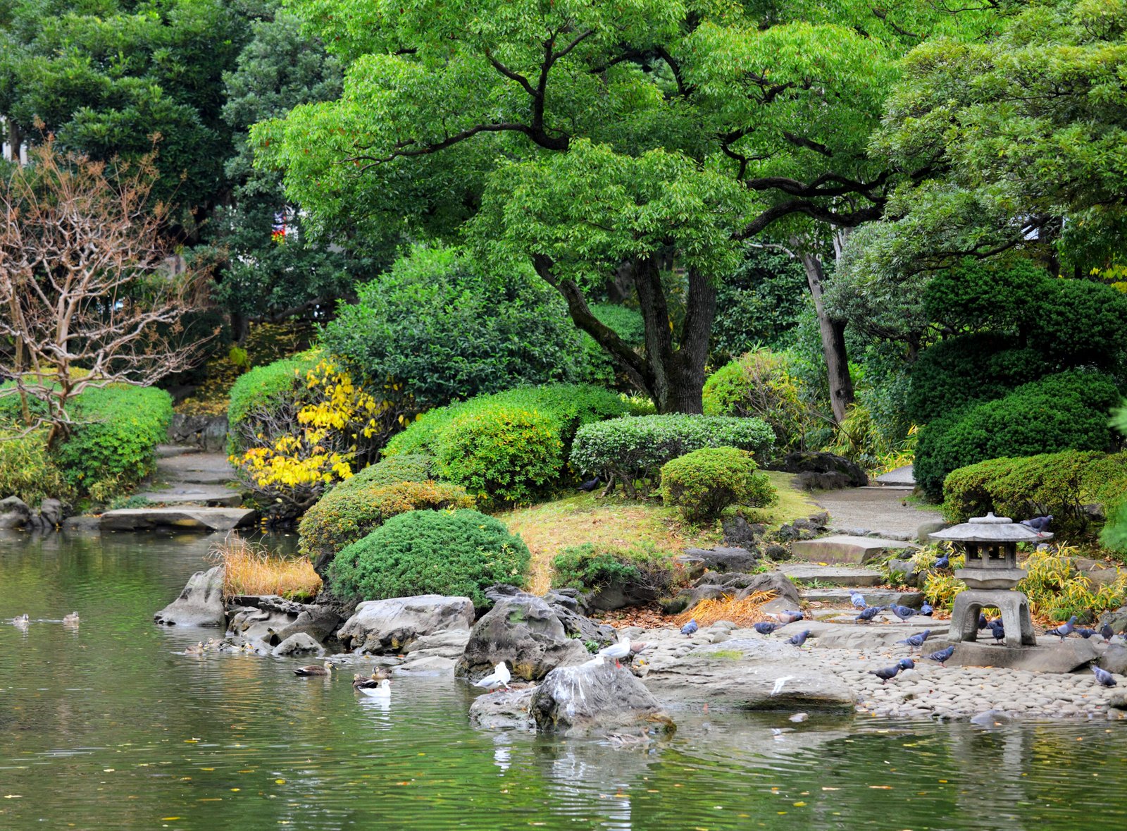 Garden in Japan